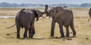 5Days Affordable Wildlife Safari in Kenya