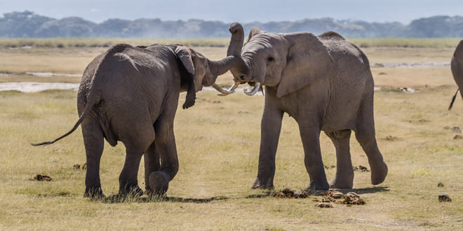 5Days Affordable Wildlife Safari in Kenya