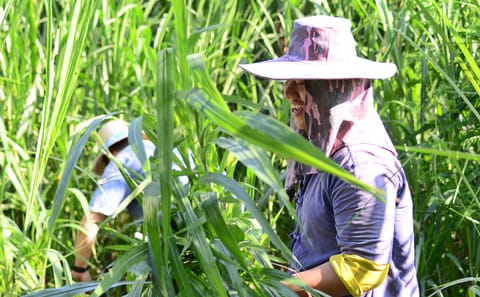 Elephant Sanctuary Visit and Bamboo Rafting in Thailand
