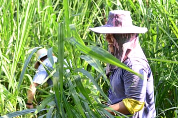Elephant Sanctuary Visit and Bamboo Rafting in Thailand