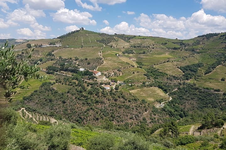 Douro Valley for Wine Lovers with Visit to 3 Vineyards and Lunch at a Winery