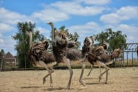 Nairobi Guided Day Tour To Masai Ostrich Farm 2