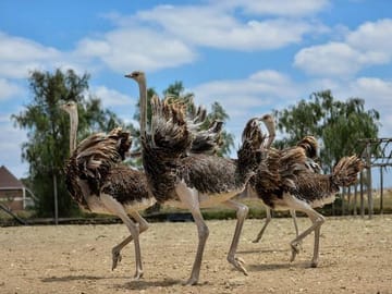 12Days Best of Kenya and Tanzania Wildlife Safari
