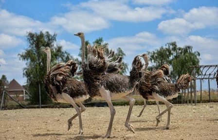 Nairobi Day Trip to Masai Ostrich Farm Experience