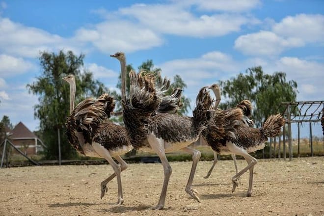Nairobi Guided Day Tour To Masai Ostrich Farm photo 2