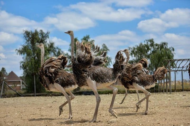 Nairobi Guided Day Tour To Masai Ostrich Farm 2
