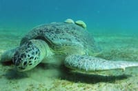 Private Abu Dabbab Snorkeling with Turtles &amp; Transfer - Hurghada