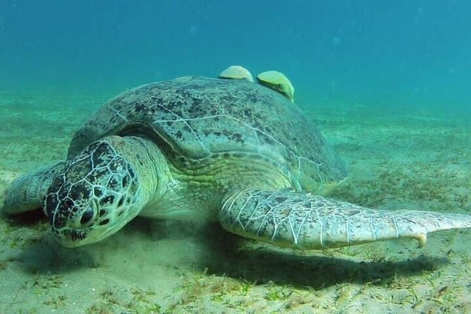 Private Abu Dabbab Snorkeling with Turtles &amp; Transfer - Hurghada