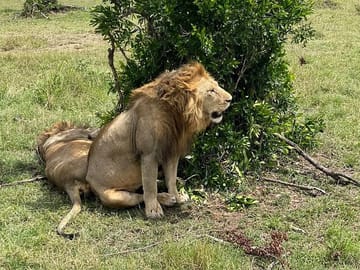 3-Day Masai Mara and Naivasha Hell’s Gate National Park-Safari