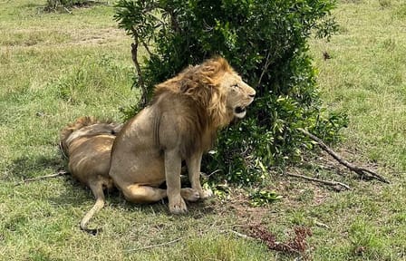 3-Day Masai Mara and Hell's Gate National Park Safari