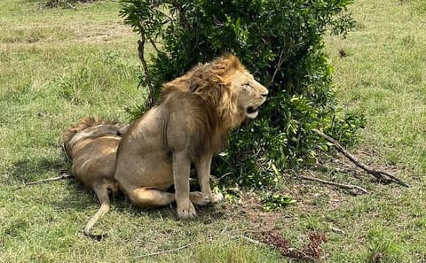 3-Day Masai Mara and Hell's Gate National Park Safari