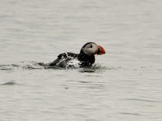 Premium Puffin Tour, photo 13
