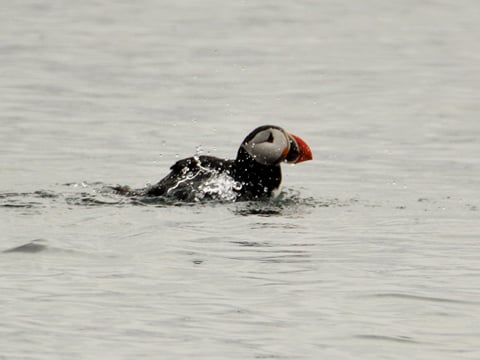Premium Puffin Tour, photo 13