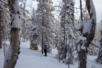 Private tour: Snowshoeing in Levi  5