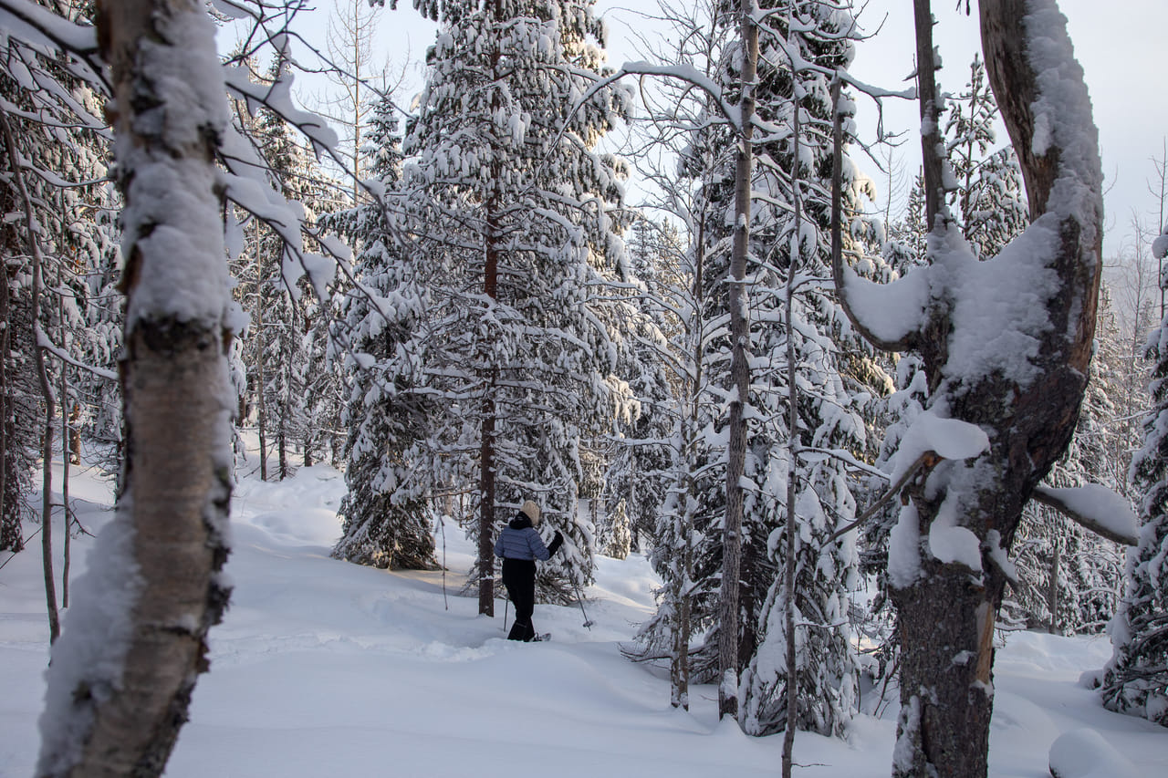 Private tour: Snowshoeing in Levi  5