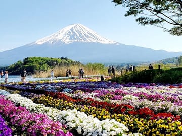Mt. Fuji and Hakone Customizable English Guided Private Tour