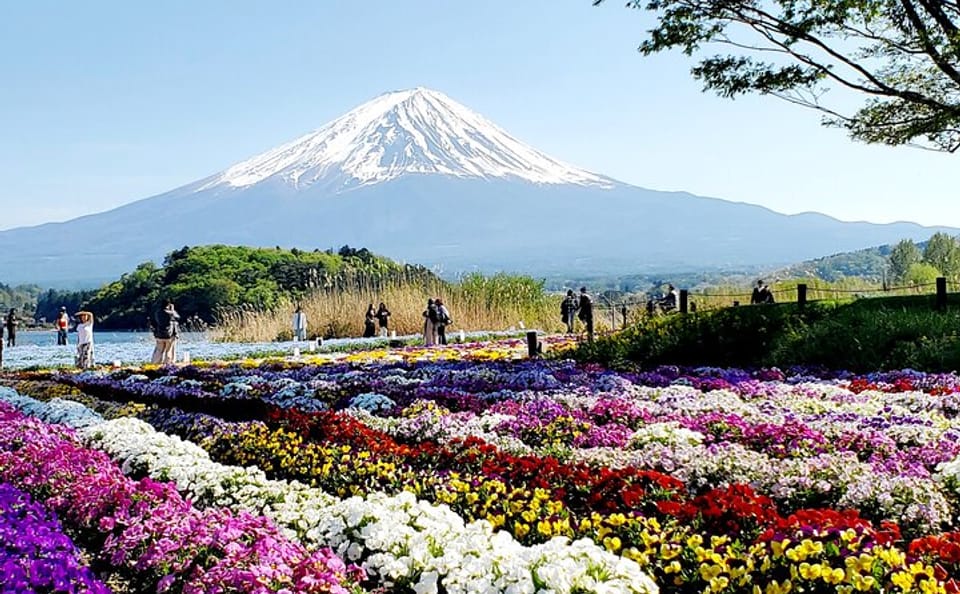 Mt. Fuji and Hakone Customizable English Guided Private Tour