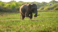 3 Days National Park Safari Trail  9