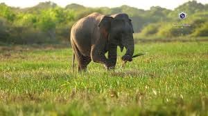 3 Days National Park Safari Trail  9