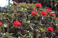 Mount Doi Inthanon Sunrise and Hiking 2