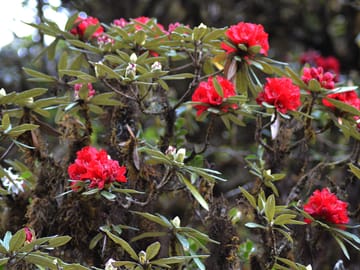 Mount Doi Inthanon Sunrise and Hiking