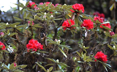 Sunrise Hiking Tour at Mount Doi Inthanon, Ban Luang