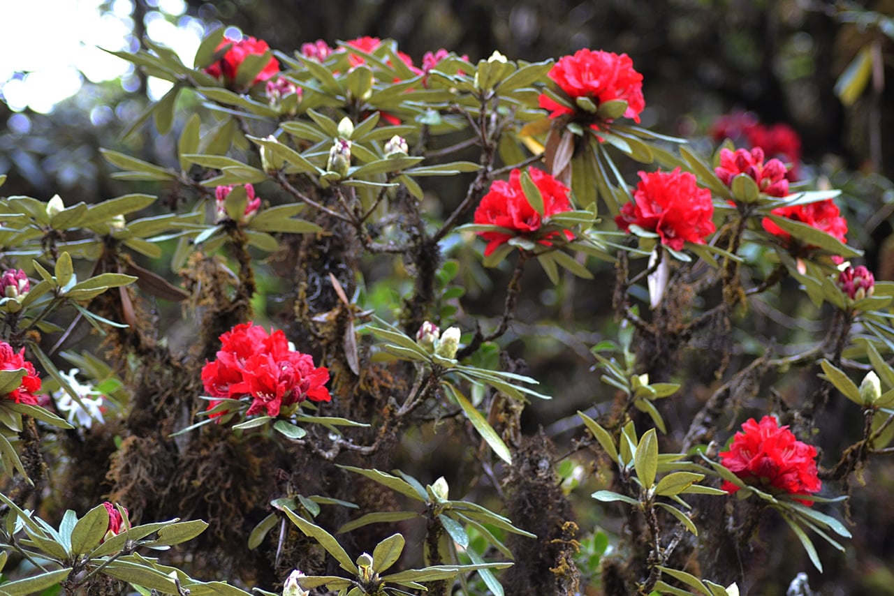 Mount Doi Inthanon Sunrise and Hiking 2