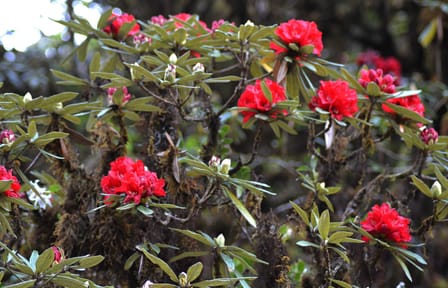 Sunrise Hiking Tour at Mount Doi Inthanon, Ban Luang
