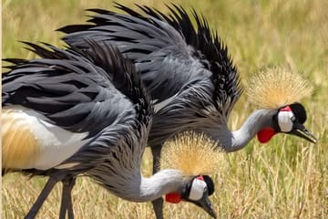 8-Day Safari Adventure in Nairobi's Wildlife Parks and Reserves