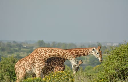 Nairobi Sunrise Safari and City Tour with Wildlife Encounters