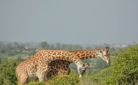Nairobi Sunrise Safari and City Tour with Wildlife Encounters