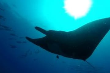 Snorkling  Tour at caño island