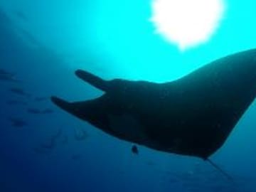 Snorkeling Tour at Caño Island in Costa Rica