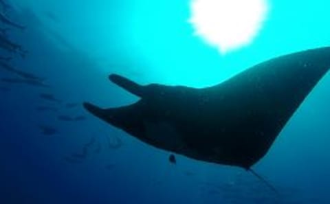 Snorkeling Tour at Caño Island in Costa Rica