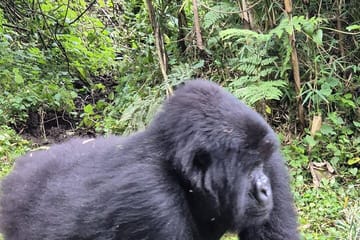4 Days 3 Nights Rwanda Gorilla Private Trekking