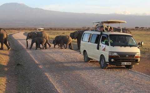 Two-Day Safari Experience in Amboseli National Park from Nairobi