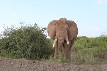 4-Day Safari Tour to Serengeti and Ngorongoro from Arusha