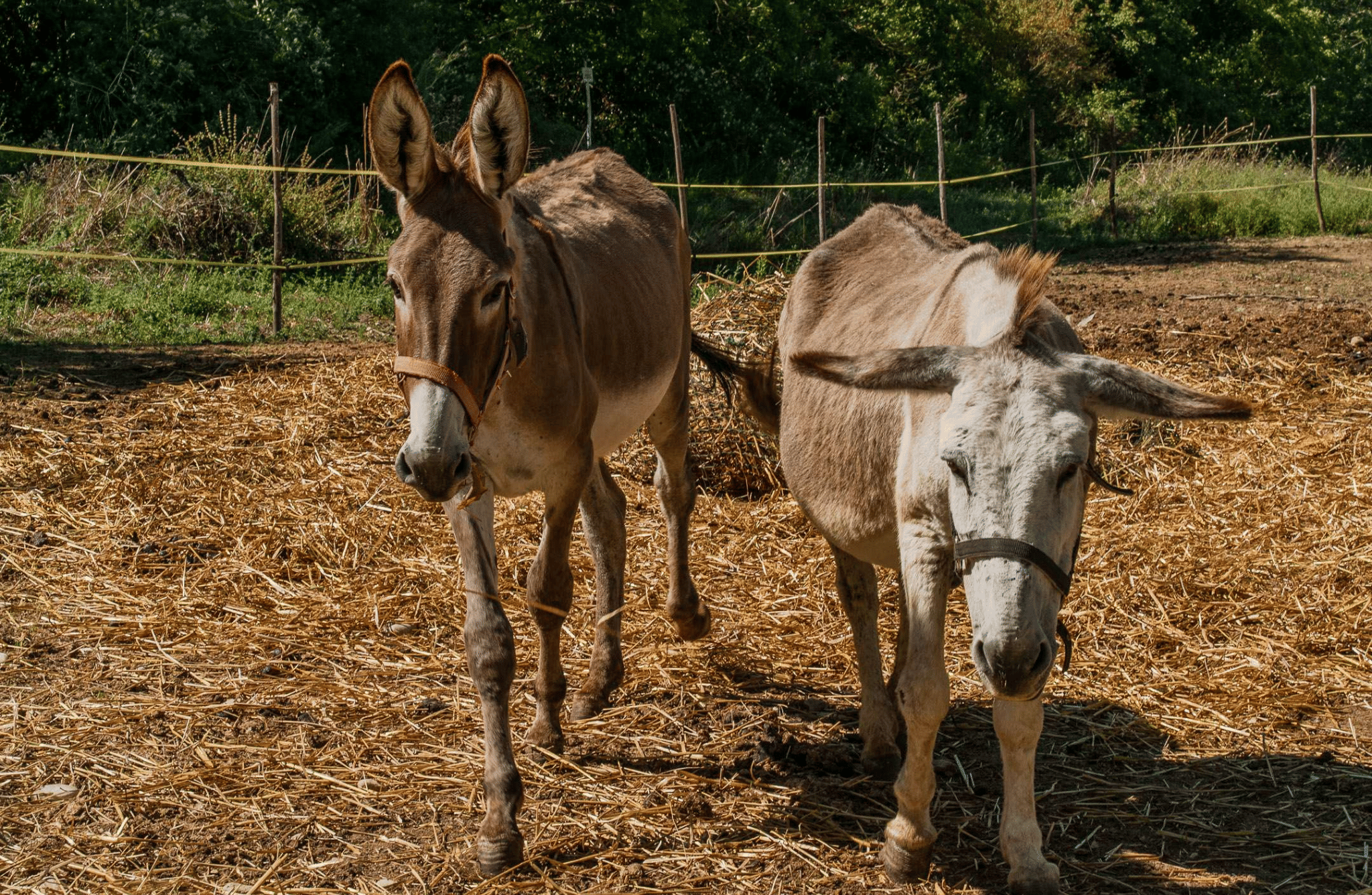 Walk with Donkeys in the Olive Orchard near Florence