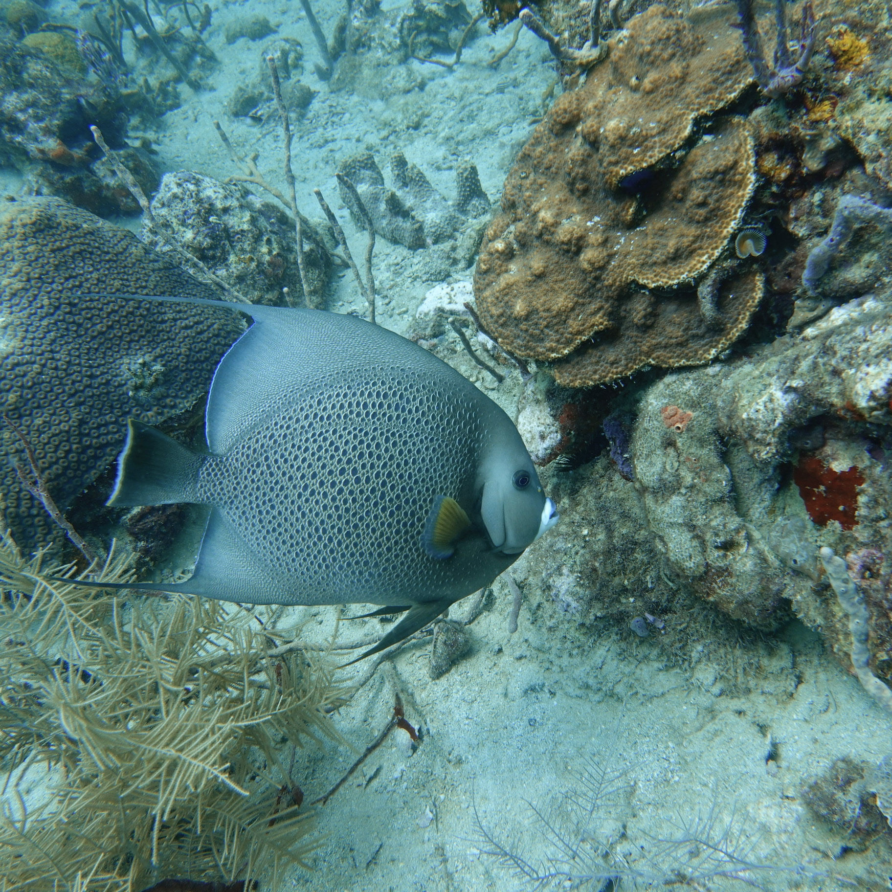 Close-up underwater photo of a gray angelfish swimming near coral reef in Cahuita National Park, Costa Rica, during a guided snorkeling tour