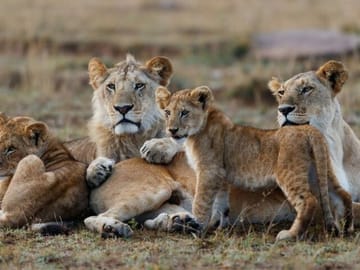 The Mara lions.