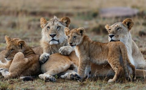 3-Day Jeep Safari in Masai Mara National Reserve, Kenya