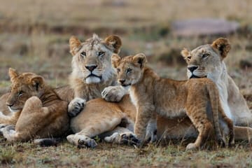 3-Day Jeep Safari in Masai Mara National Reserve, Kenya