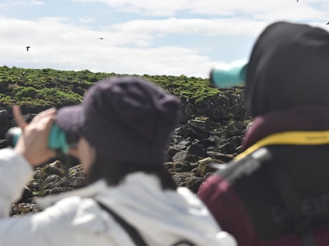 Reykjavík Classic Puffin Watching, photo 12
