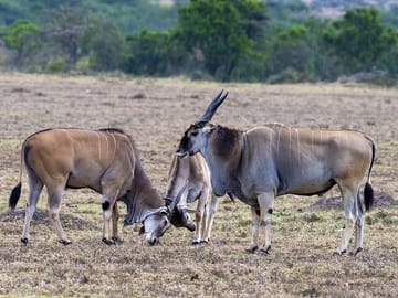 4 Days wildebeest lake nakuru masai mara safari