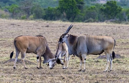 4 Days wildebeest lake nakuru masai mara safari
