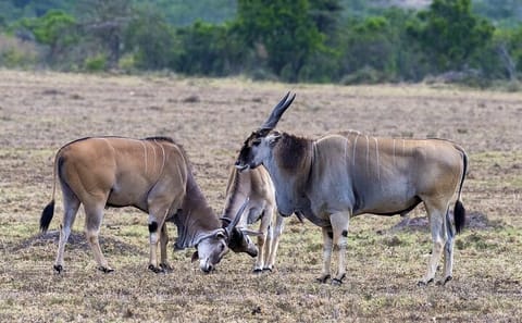 4 Days wildebeest lake nakuru masai mara safari