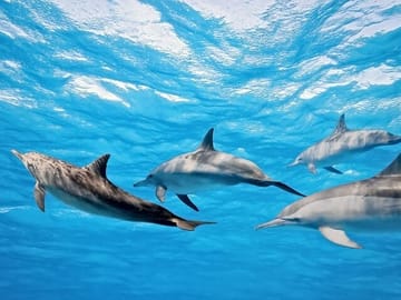 Swim with wild dolphins in Hurghada’s crystal-clear waters!