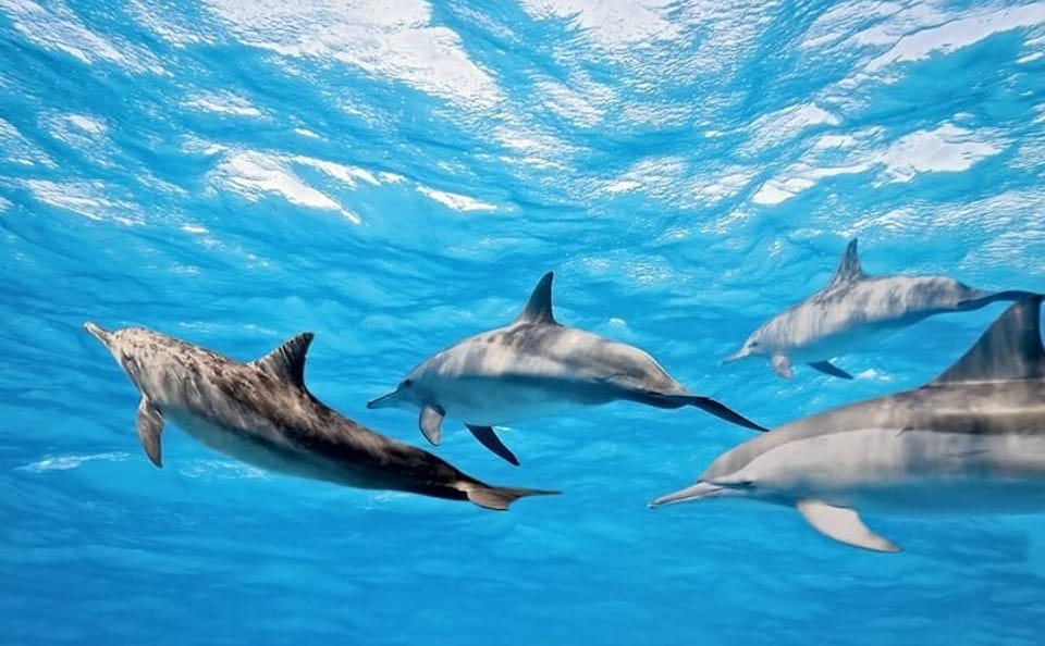 Swim with Dolphins and Snorkel in Hurghada's Red Sea