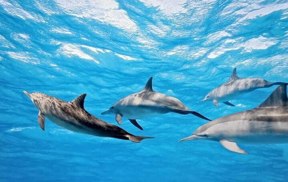 Swim with Dolphins and Snorkel in Hurghada's Red Sea