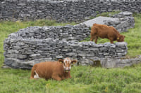 Aran Island (Inisheer), Cliffs of Moher & Cliff cruise departing from Galway City. Guided.  5